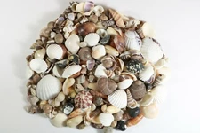 400+ Small Mixed Seashells, Assorted Craft Shells Mix US Seller Free Ship!