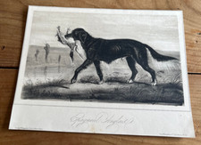gravure ancienne chien N11 epagneul anglais