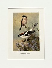 Archibald Thorburn - Shrikes - Mounted Vintage 1920s Bird Print (32)