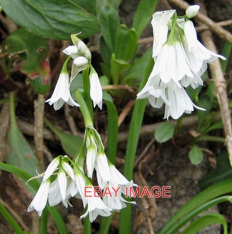 PHOTO THREE-CORNERED LEEKS GROWING BY THE ROADSIDE ALLIUM TRIQUETRUM. VERY ATTR - Picture 1 of 1