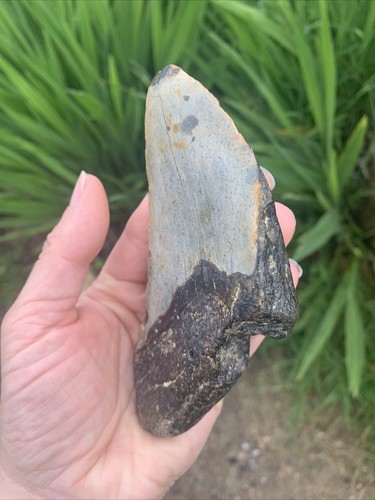 Fossil Megalodon Shark Tooth Fragment 23-3.6Million Years Old USA S. Carolina - Picture 3 of 9