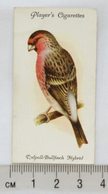 1933 John Player & Sons Voliere & Käfig Vögel 19 Redpoll-Bullfinch Hybrid