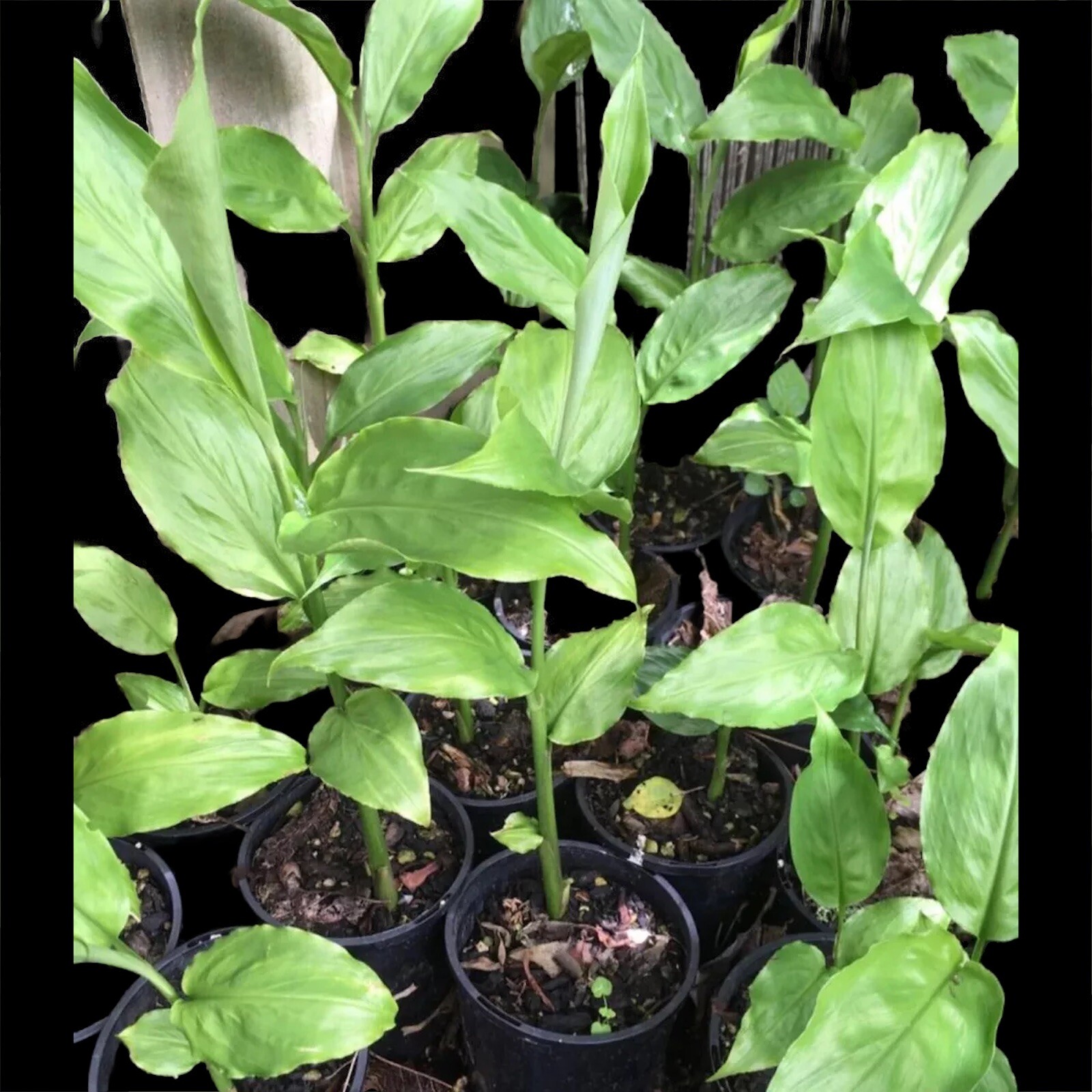 01 Japanese myoga Ginger Alive Plant みょうが Falak Tayyeb Platinum