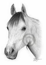 Pencil drawing giclee print of an Arab Stallion - 2 sizes, signed artwork, horse
