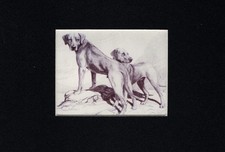 Rhodesian Ridgeback - CUSTOM MATTED 5 x 7 - Langley Dog Art Print - CLEARANCE