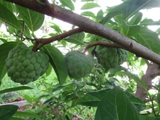 Sugar Apple Annona Squamosa Fruit Organic 10 Seeds Florida Grown Harvested 2025