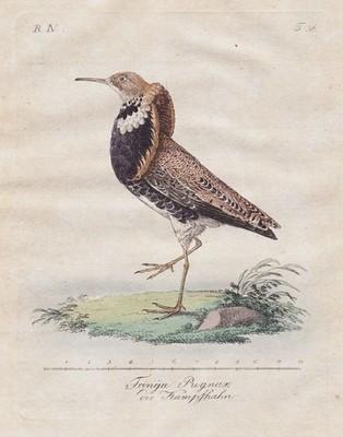 Kampfläufer Ruff Vogel bird birds Vögel Kupferstich engraving 1800