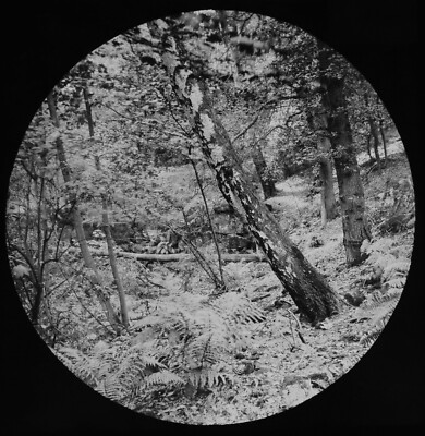 EIN WALDANSICHT UM 1890 ANTIKES FOTO magische Laterne Dia BAUM STUDIE WOODS
