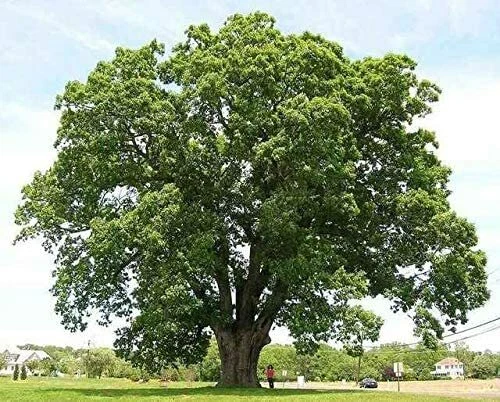 24 Black Willow Tree Cuttings Beautiful Shade and Privacy Tree
Opens in a new window or tab