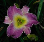 Daylily Plant - 38.1