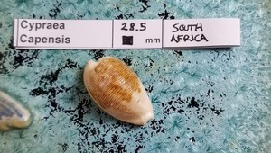 Cypraea Capensis Shell Private Collection