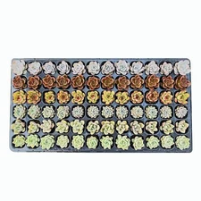 72 Packs 6/12 Different Varieties Colorful Succulents, Rooted in Seedling Tray