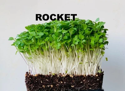 SUNFLOWER Microgreen seeds microgreen Organic ROCKET sprouting Seeds SEE HYPER LINK BELOW