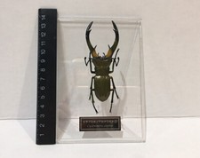 Deagostini 1:1 Golden Green Cyclommatus Elaphus Male Stag Beetle Insect Figure