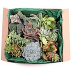 12 Large Assorted Types Live Succulent/Cactus Cuttings Garden Starter Plants