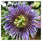 Passiflora ligularis, Sweet Passion Fruit, Granadilla, Maracuja - 10 Semi