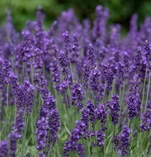 250 Lavender Vera Seeds  Fresh Seeds  Free Shipping 