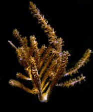 2-3  Grubes Gorgonian Sea Fan Frag Photosynthetic Soft Coral Reef Tank