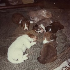 Polaroid Adorable Sleeping Puppies Mixed Breeds Brown White Black Fur Pet Litter