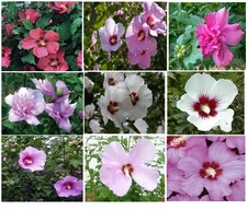 MIXED COLORS ROSE OF SHARON BUSH SHRUB TOTAL OVER 25 + SEEDS USA Seller
