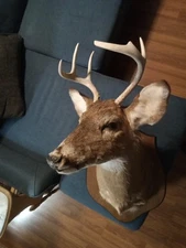 6 Point Whitetail Deer Buck Head Shoulder Mount Antlers Taxidermy