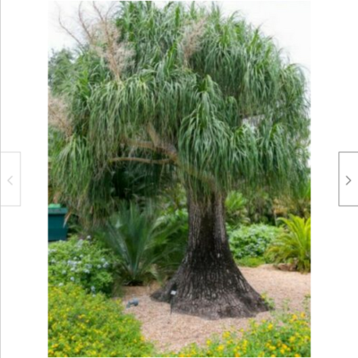 15 Samen Flaschenbaum Elefantenfu Beaucarnea recurvata Zimmerpfl +  Geschenk | eBay.de