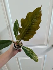 Philodendron Caramel Marble Variegated Rooted Plant- Low Ish Color