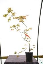 Acer palmatum 'Phoenix' Japanese Maple 1 Gallon XL