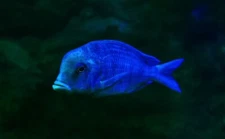 🐟 Dolphin Moorii Cichlid (Cyrtocara moorii)           2 Pack