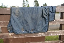 Unbranded mini shetland/foal