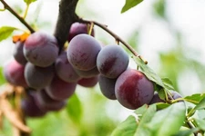 Beach Plum Seeds {Prunus Maritima} 10 Pre-Stratified Seeds | Free Shipping!