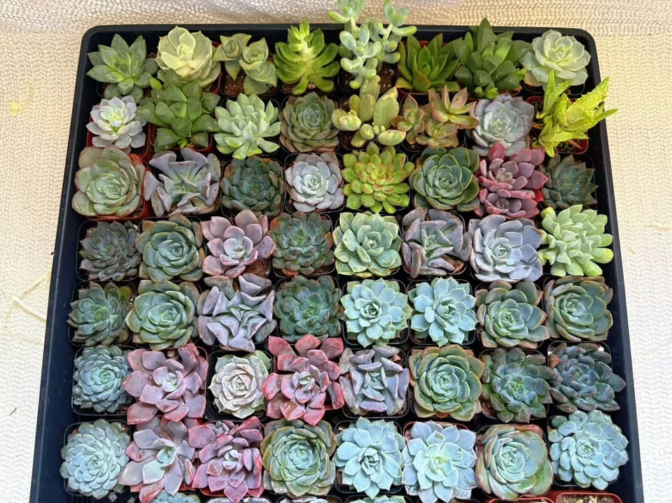 Paquete a granel de plantas suculentas surtidas vivas de 2" - Favores de fiesta de boda envío gratuito Foto 2 de 4