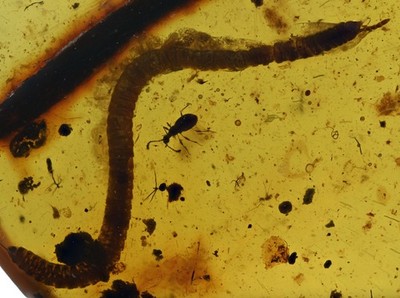 Detailed Diplopoda (Millipede), Fossil Insect Inclusions in Burmese Amber
