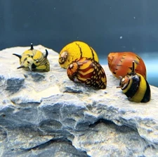 5 Premium Nerite Snails Pack (Neritina sp) Live Freshwater Snail Plants