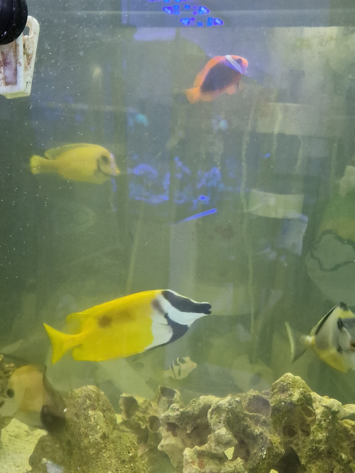 marine aquarium live fish eBay
