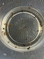 65 Tiny Bladder snails  Physella acuta   up to 1/8 inch 