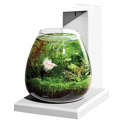 Bowl Glass Tank Complete Aquarium Setups