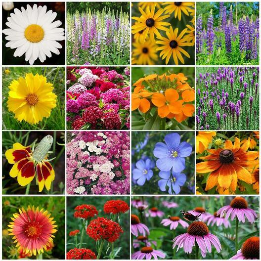 wild flower General purpose wild flower seed mixture - Wild Flower Lawns and