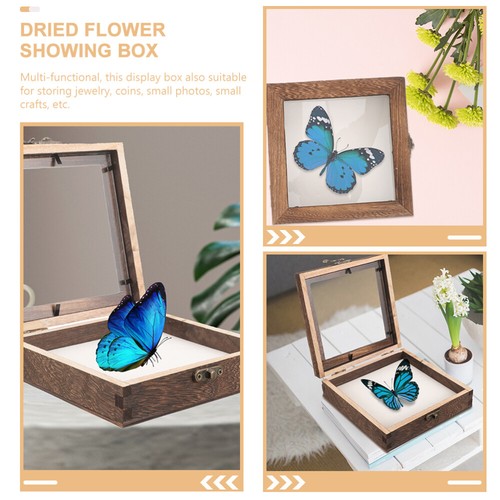 Wooden Frame Specimen Case Display Box Butterflies Insect Container - Picture 3 of 12