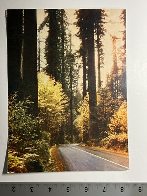 Berkeley CA Fall Redwood Highway Over Size Huge Postcard Vintage
