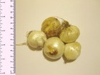 Foto 7 di 7