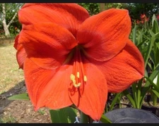 1 Amaryllis bulb Red Lion 24-28 cm. circumference