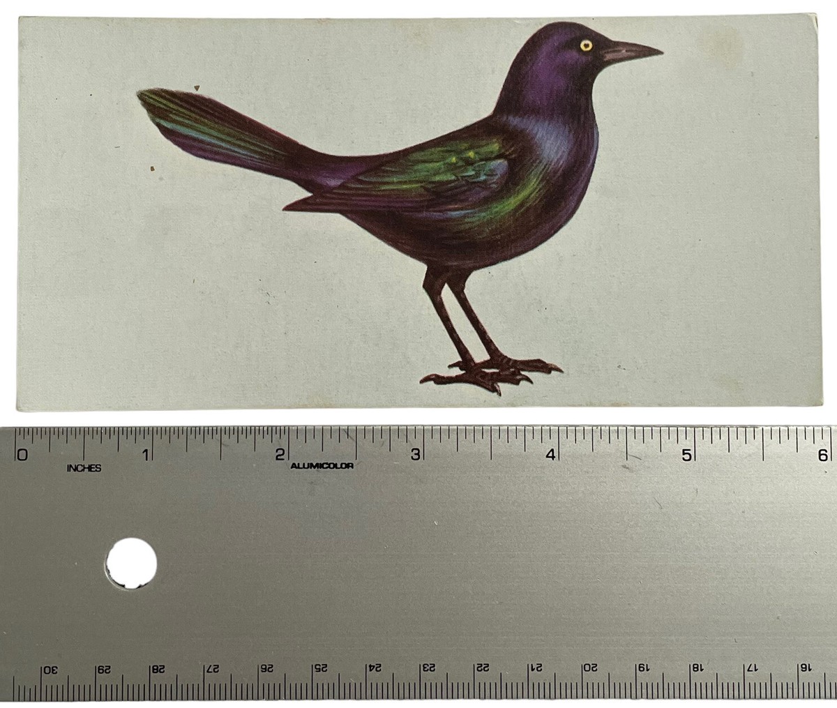 Vintage Bird Illustration Identification Card Common Grackle 1962