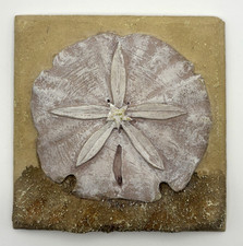 Sand Dollar 5" Square Wall Hanging Decor