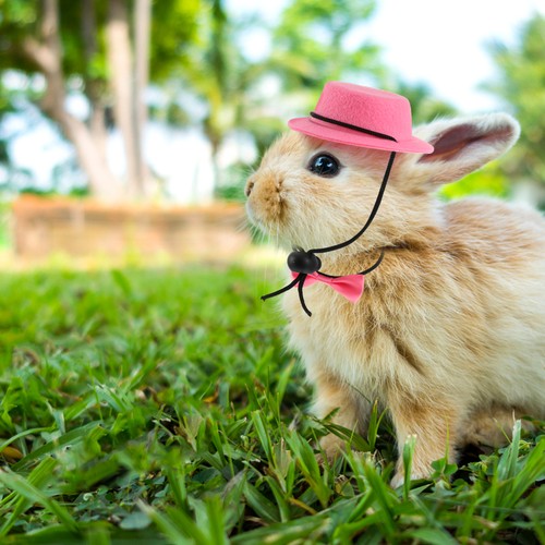 Cappello piccolo animale domestico fiocco cravatta set animale mini cappelli coniglietto accessori costume - Foto 2 di 12