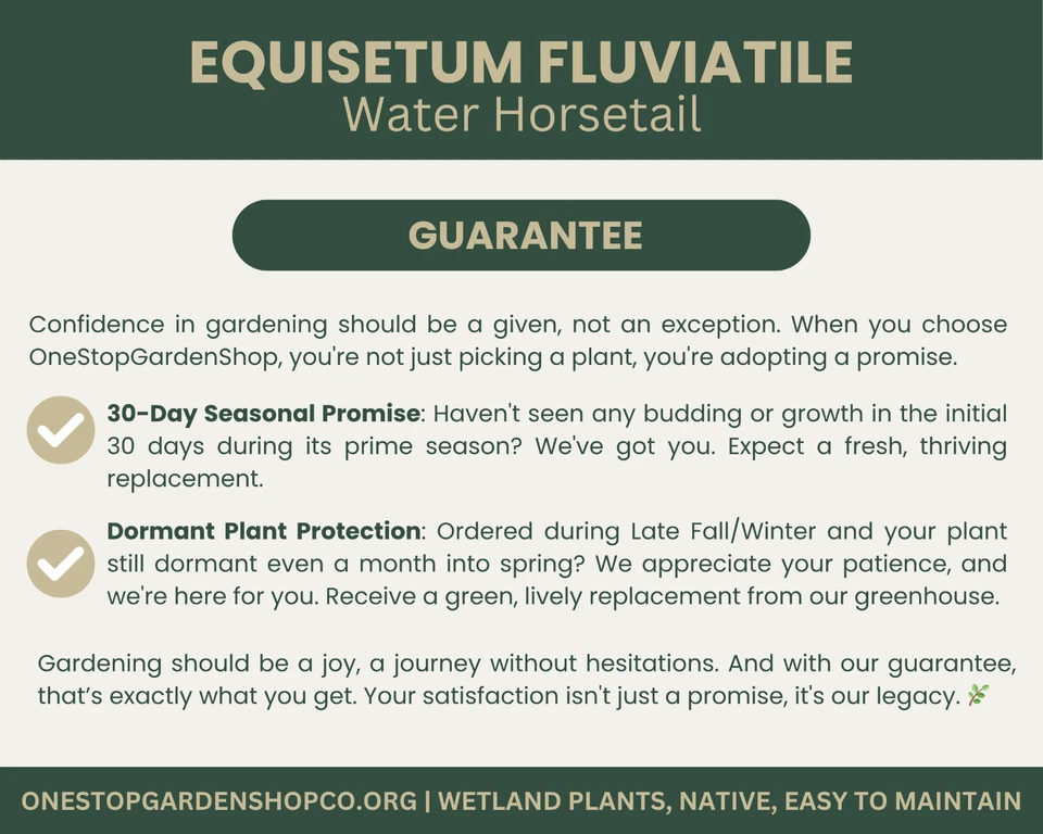 Equisetum fluviatile | Cola de caballo de agua | Raíz de bar | Planta de humedal | Planta nativa Foto 4 de 4