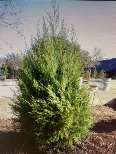 4 Southeastern Red Cedar Trees Live Plants Seedlings Sapling 6-12 Inches Tall