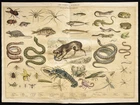 Rare 1853ca - Les animaux nuisibles - Planche encyclopédique, scolaire affiche