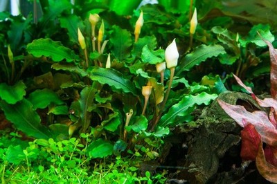 Aquarium Pflanze Bucephalandra pygmaea 'Bukit Kelam' Tropica Nr.139 TC in Vitro