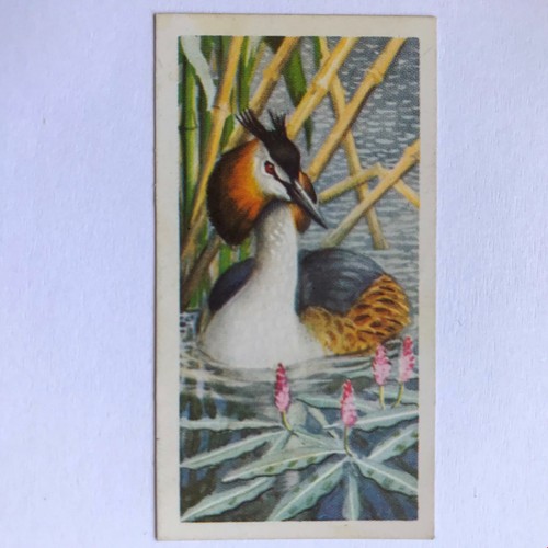 BIRD PORTRAITS Brooke Bond Tea Cards Sold Individually - take your pick - Picture 49 of 51
